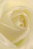 The camera's focus draws you deep into the heart of a white rose, as if nestled within its velvet petals yourself-each layer curling gently inward, soft as brushed silk and cool to the touch. What appears simple at a glance becomes an intricate dance of illuminated cream and pale ivory, reminiscent of morning light glimmering over Feltham Common. Shadows linger softly between the folds, crafting quiet drama while evoking feelings of serenity and grace. The almost translucent outer petals radiate a fragile beauty, yet their flawless arrangement reveals mastery-reflecting the dedication seen in local Feltham floral studios. There is a stillness in this rose, a sense of peace that brings comfort much like a calm day by Feltham's Longford River. Its scent, though invisible, is imagined-subtle, clean, gently sweetening the air and lifting the mood. To me, this rose is a pure symbol of reverence and affection, perfectly suited for moments of sympathy, celebration, or new beginnings. The artistry behind its arrangement offers not just a flower, but a feeling-crafted to bring quiet emotion and tender meaning to anyone in Feltham who receives it.